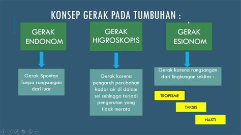 Materi ipa kelas 8 sistem gerak pada tumbuhan | Villager