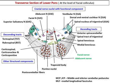 Pons – Anatomy QA