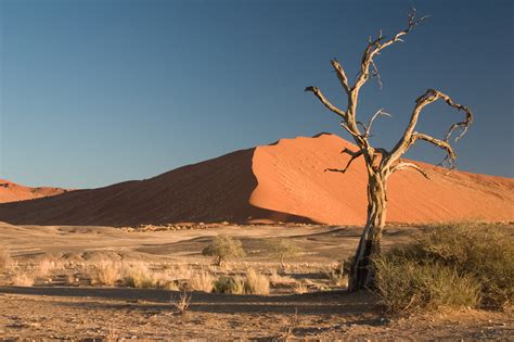 File:Thorn Tree Sossusvlei Namib Desert Namibia Luca Galuzzi 2004a.JPG ...