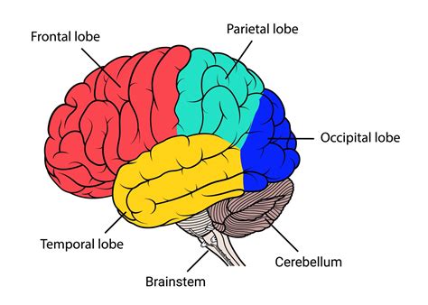 Simple Diagram Showing The Lobes Of The Human Brain The Cerebellum And ...