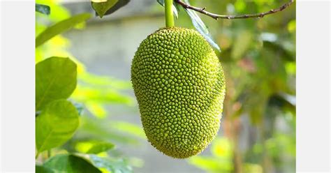 For the first time ever, jackfruit cultivation begins in Pakistan