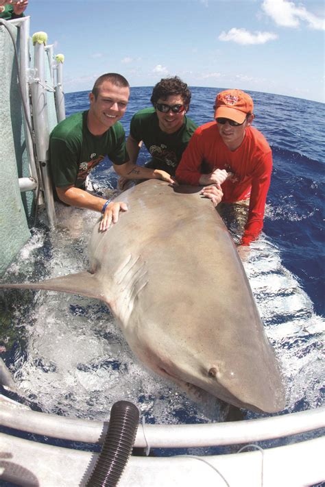 bull shark | Panhandle Outdoors