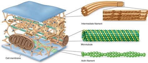 Cytoskeleton Types - Structure - Functions - Read Biology