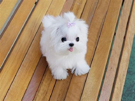 25+ bästa Miniature maltese idéerna på Pinterest | Maltipoo, Små hundar och Dvärgpudlar