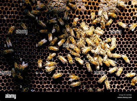 Africanized killer bee hive hi-res stock photography and images - Alamy