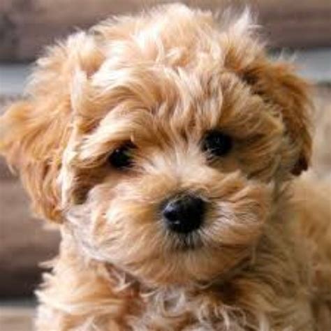 Maltipoo Dog Breed Information, Images, Characteristics, Health