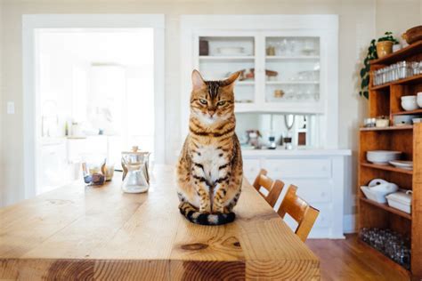 The Top 5 Cat Breeds in the U.S. - Pettingbee