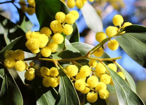 Wattle Tree Guide: How To Grow Wattle Trees | Lawn.com.au