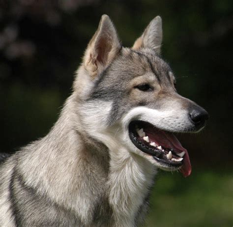 Wolf Dog Breeds - Top Guide & Facts - Animal Corner