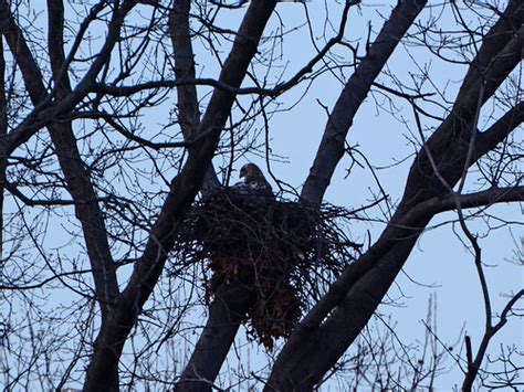 Morningside Hawks: 3/10, Nesting Begins