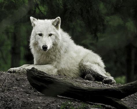 White Wolf GIFs - Find & Share on GIPHY