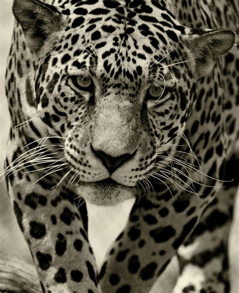 White Jaguar Animal