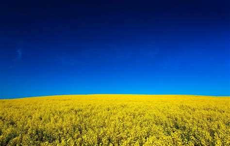 Yellow Canola Field Wallpapers - Wallpaper Cave