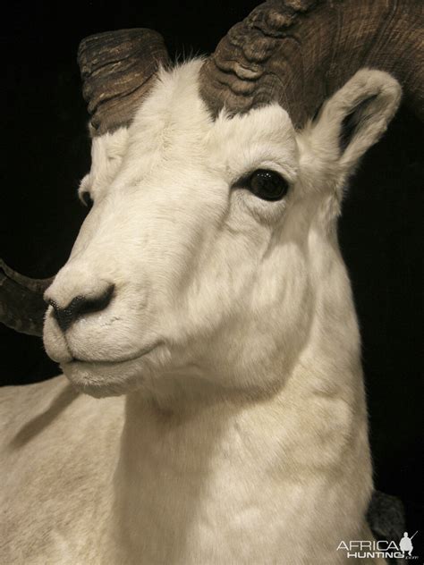 Dahl Sheep Full Mount Taxidermy | AfricaHunting.com