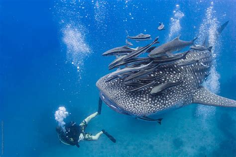 Scuba Diver Swimming With Giant Whale Shark Under Water In The Ocean by Soren Egeberg