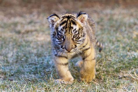 Bengal Tiger Cubs Images