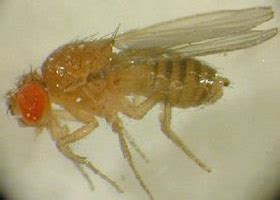 Fruit Flies (Vinegar Flies) - Northeastern IPM Center