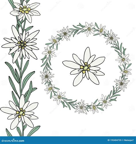 Edelweiss Flower. Seamless Border. Floral Wreath. Mountain Plant. Hand Draw Sketch Stock ...