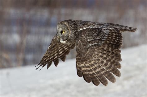 Great Grey Owl - Coniferous Forest