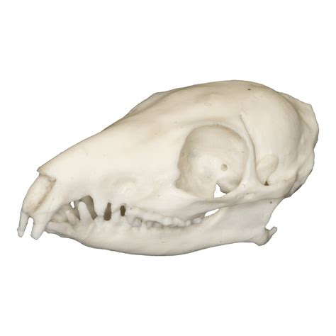 Replica Tree Shrew Skull – Skulls Unlimited International, Inc.