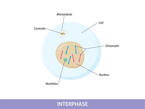 Interphase Of Mitosis