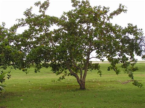 Cashew Tree Logo