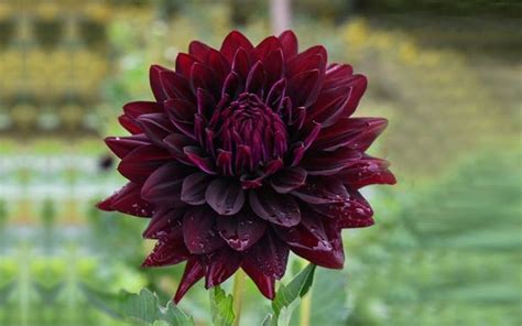 Black Dahlia Flower is Edible | Top Facts About Its Colors & Care