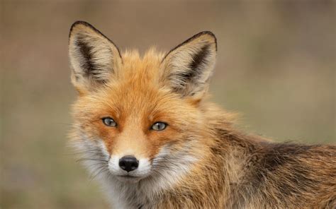 How Do Foxes Help With Monitoring Ecosystem Health? - The Wolf Center