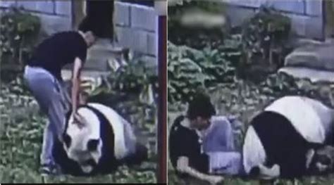 Watch: ‘Cute’ giant panda attacks irritating man, who woke him up! | Trending News - The Indian ...