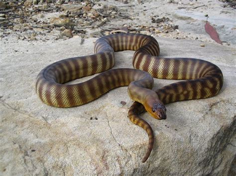 Woma Python. A nocturnal snake becoming endangered in the wild. What a beauty! | Snake, Dream ...