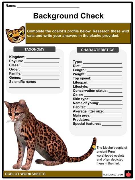 What Is A Ocelots Behavior