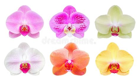 Orchid colors and their significance | Tooth Mountain Farms