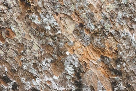 Detail bark of tree texture 10739557 Stock Photo at Vecteezy