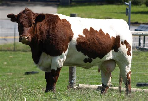 Pinzgauer - Cow Breeds : 51 pics