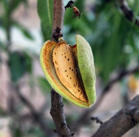 Almond seed stock image. Image of healthy, autumn, color - 62025525