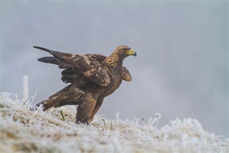 Interesting Golden Eagle Facts for Kids – Fun Facts 4 Kids