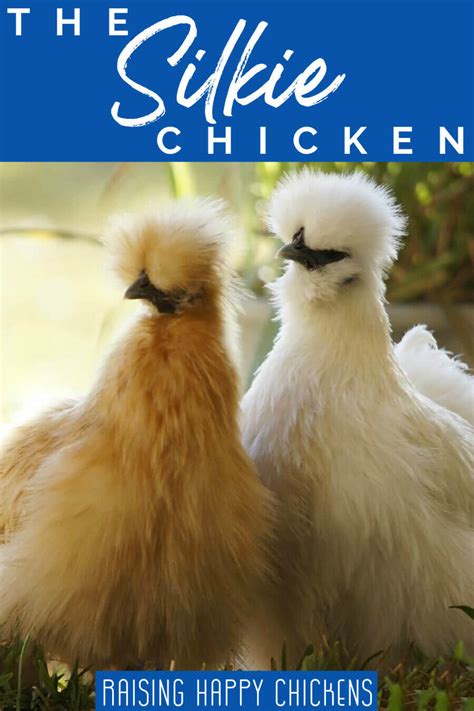 Silkie chickens: how to raise and care for this gentle breed.