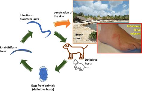 Cutaneous Larva Migrans Life Cycle