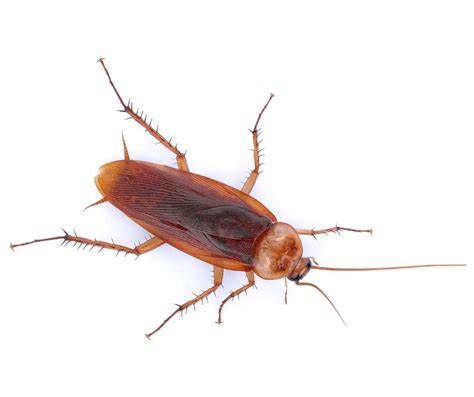 German Cockroach Identification & Behavior | Isotech Pest Management