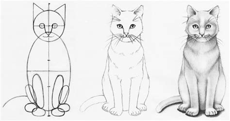 How To Draw A Realistic Cat Step By Step Drawing Tutorials Drawing | Images and Photos finder