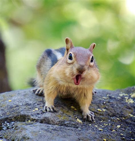 Chipmunk // Kanadska prugasta vjeverica: Kanadske vjeverice/chipmunk ...