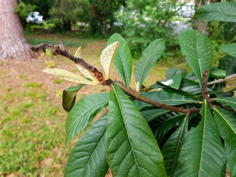 Loquat Herb Plant Profile - Weeds and Deeds