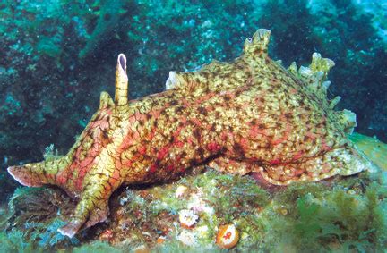 The Fascinating “Bunny Slug”: The California Brown Sea Hare | California Diving News