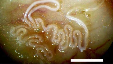 Signs Of Hookworms In Dogs