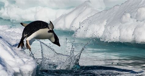 Antarctic animals – Australian Antarctic Program