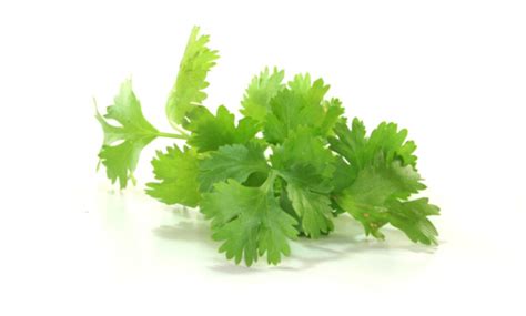 Coriander Leaves - Complete Information Including Health Benefits ...