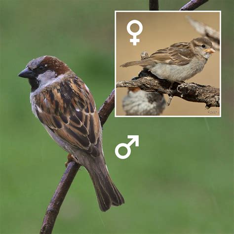 Female Sparrow