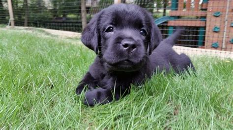 Good looking English Lab puppy | English lab puppies, Lab puppy, Labrador retriever