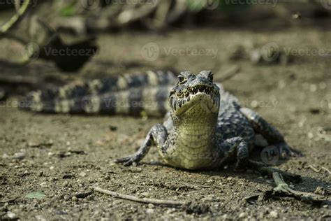 Broad snouted caiman,Caiman latirostris baby, Pantanal, Mato Grosso ...