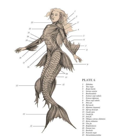 Mermaids Skeleton Real Mermaid skeleton | Mythological creatures, Mythical creatures, Animal ...